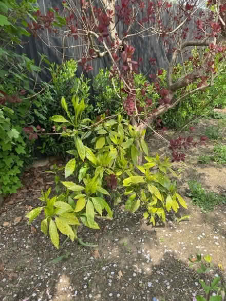 Photo of free Large acuba japonica (Sevenoaks TN13) #2