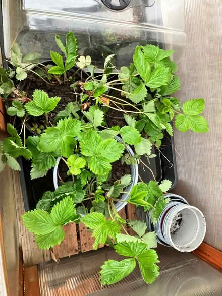 Photo of free Strawberry plants (Willowbrae EH8) #1