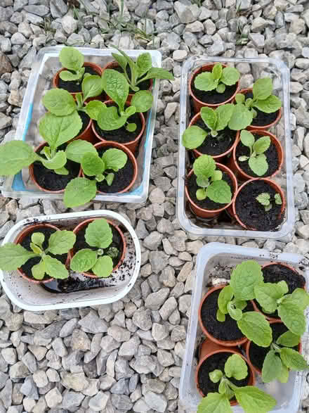 Photo of free Foxglove plants (Willington DL15) #1
