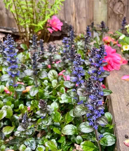 Photo of free Bugle plants (ajuga reptans) (Hatfield AL10) #2