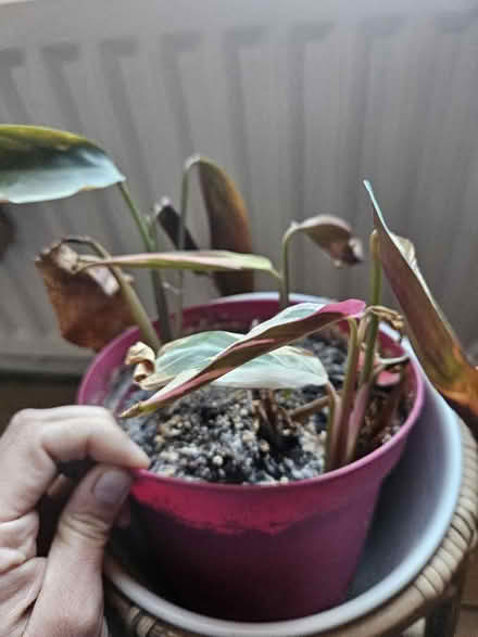 Photo of free Plant (SY11) #2