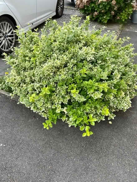 Photo of free Hydrangeas and bush thing (Carnforth) #3
