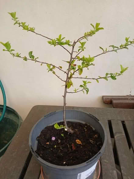 Photo of free Pyracantha (Southdown BA2) #1