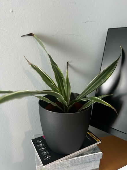 Photo of free Various pots and plants (Sandyford NE2) #4