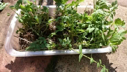 Photo of free Common Valeriana Plant (Morecambe LA4) #1