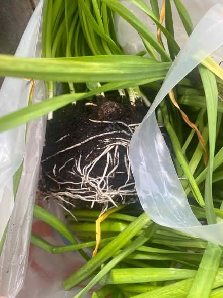 Photo of free Bulbs - random mix (TW1 St Margaret’s) #3