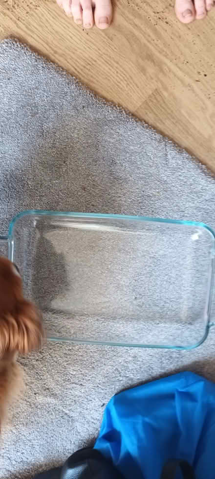 Photo of free Large Pyrex dish (Waltham Abbey EN9) #1
