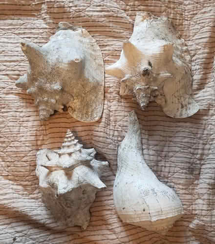 Photo of free Big sea shells (Kirkwood) #1