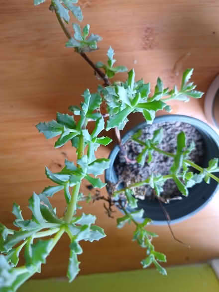 Photo of free 2 pots of succulent indoor plants (Eastbourne BN20) #1