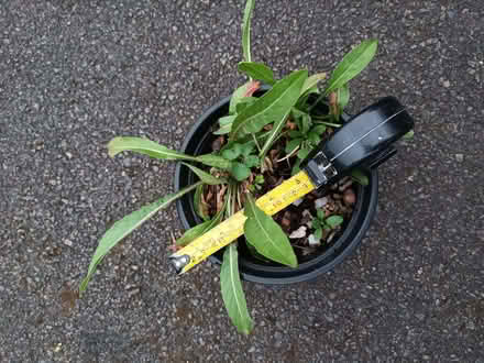 Photo of free Evening primrose seedlings (Hockley Port B18) #2