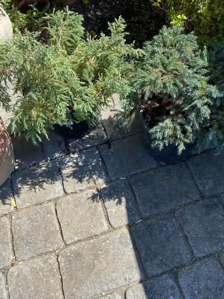 Photo of free 2 Medium Size Conifer Plants (CT9) #1