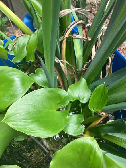 Photo of free Pond plants (Barrows Green LA9) #1