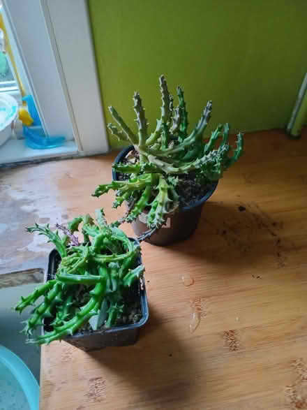 Photo of free Indoor succulent plants (Eastbourne BN20) #1