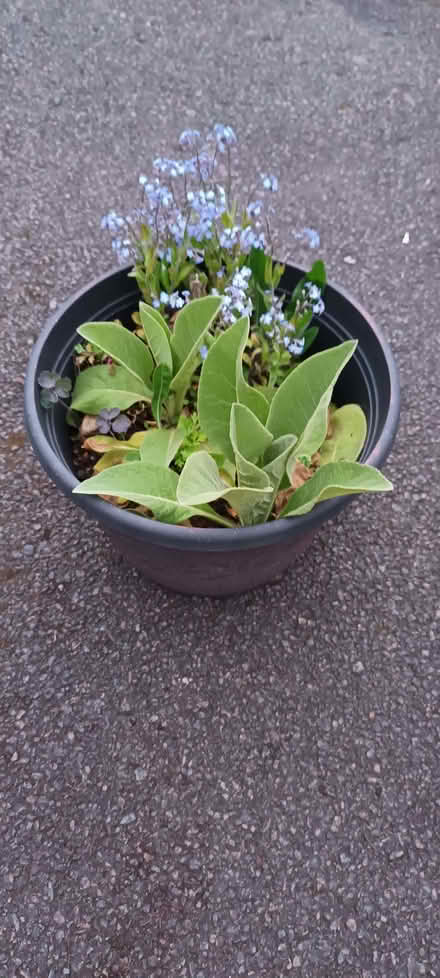 Photo of free Verbascum seedlings (Hockley Port B18) #1