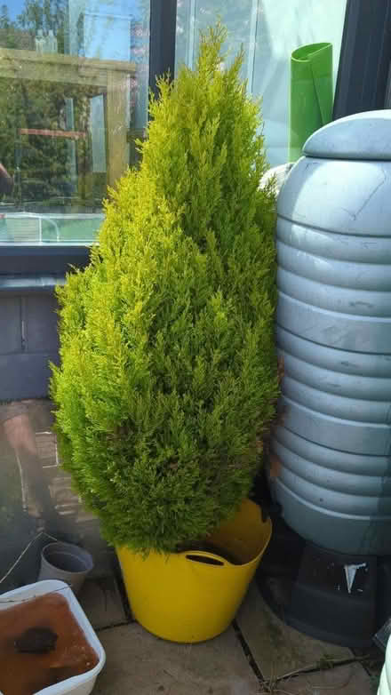 Photo of free Conifer (Hereford, HR2) #1