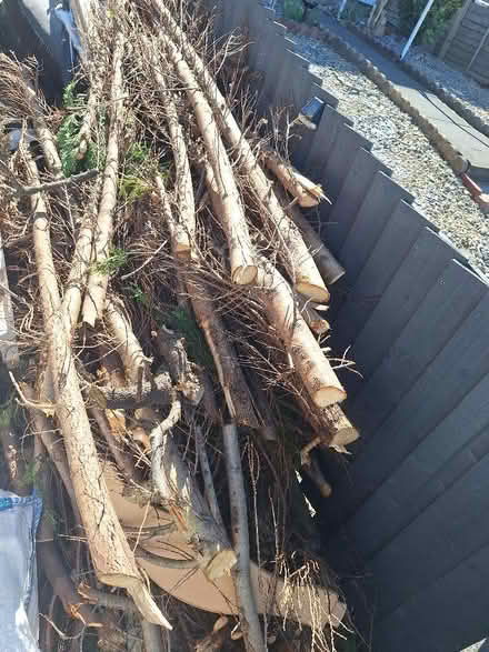 Photo of free Fresh cut down wood (Middleton LS10) #2