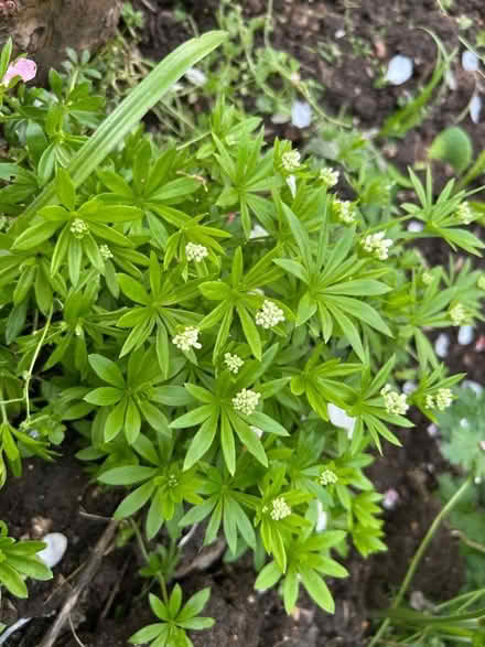 Photo of free Garden plants (Hollingdean BN1) #2