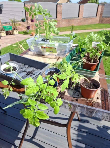 Photo of free Tomato plants (Waterthorpe S20) #1