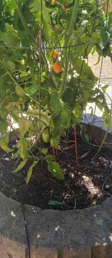 Photo of Tomato/Veg Seedlings (or seeds) (Birdland) #1