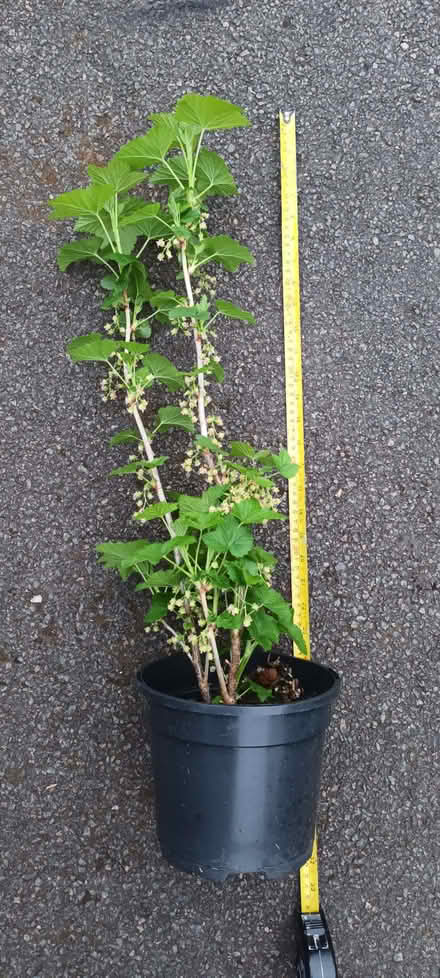 Photo of free Blackcurrant (Hockley Port B18) #2