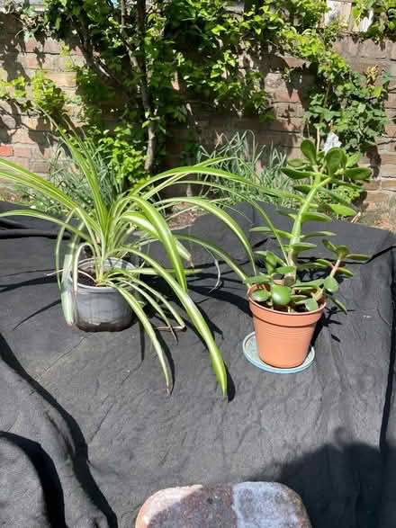 Photo of free 2 x Spider plants and 1 x cactus (Cotham BS6) #1