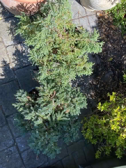 Photo of free 2 Medium Size Conifer Plants (CT9) #2