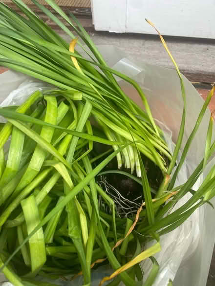 Photo of free Bulbs - random mix (TW1 St Margaret’s) #1