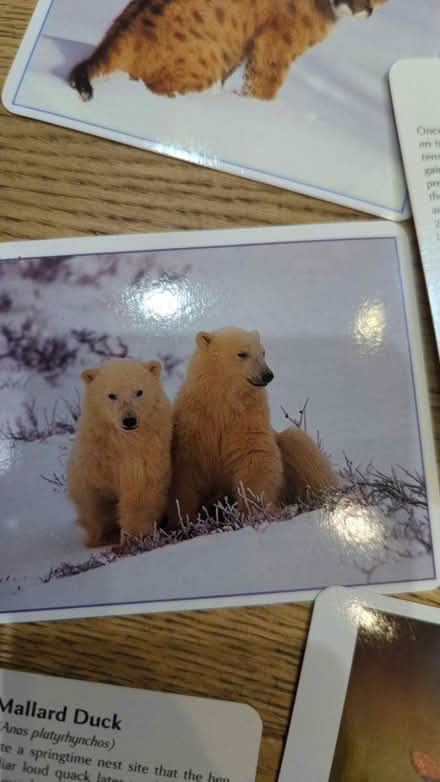 Photo of free Too sweet! Baby animal cards (norbiton KT2) #3