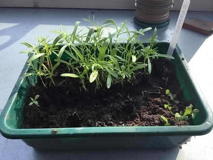 Photo of free Tall white cosmos seedlings (Tring HP23) #1