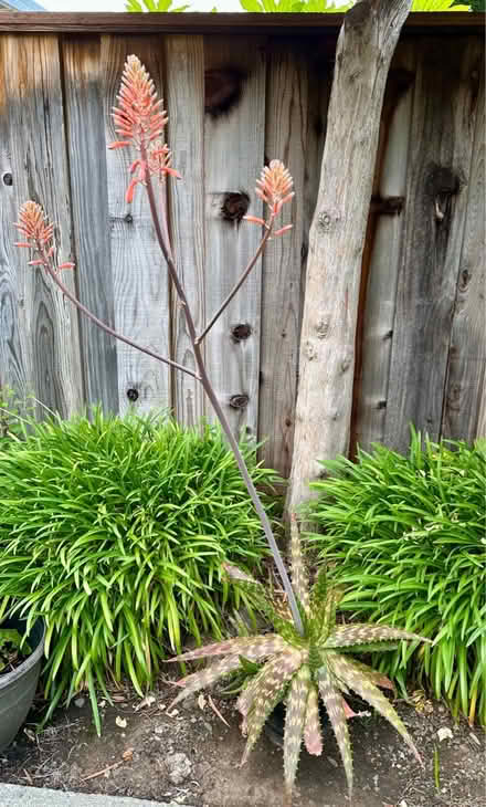 Photo of free Aloe Vera Plants (West San Jose 95128) #3