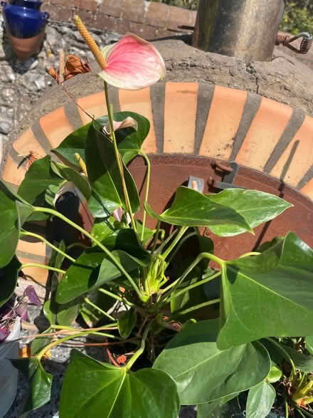 Photo of free 3 House plants in need of TLC (Lewes Nevill area) #3