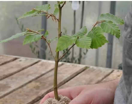 Photo of free Beech tree seedling (Haywards Heath RH16) #1