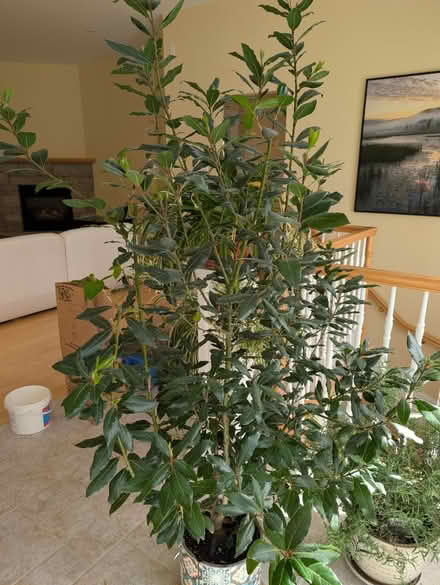 Photo of free Bay Laurel tree (bay leaves) (Cumberland) #1