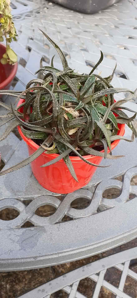 Photo of free Succulent houseplant (City of Bristol BS5) #1