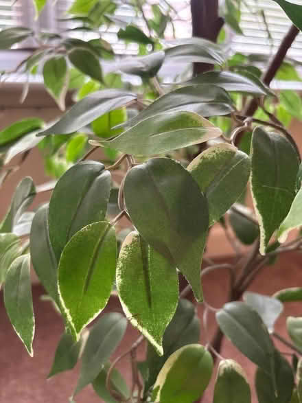 Photo of free Artificial House Plant (Catford South SE12) #3
