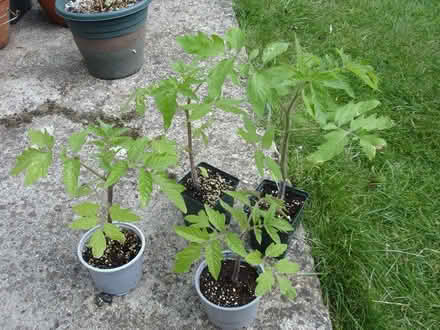 Photo of free Four tomato seedlings (Coleview SN3) #1