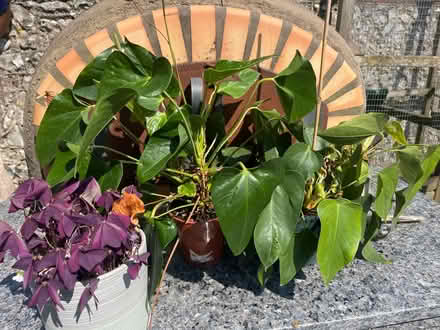 Photo of free 3 House plants in need of TLC (Lewes Nevill area) #1