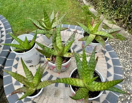 Photo of free Aloe Vera Plants (West San Jose 95128) #1