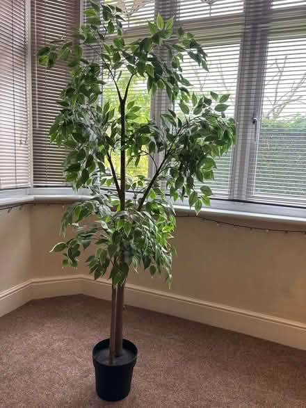 Photo of free Artificial House Plant (Catford South SE12) #1