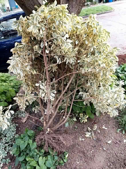 Photo of free Euonymus shrubs (Greenlake) #1