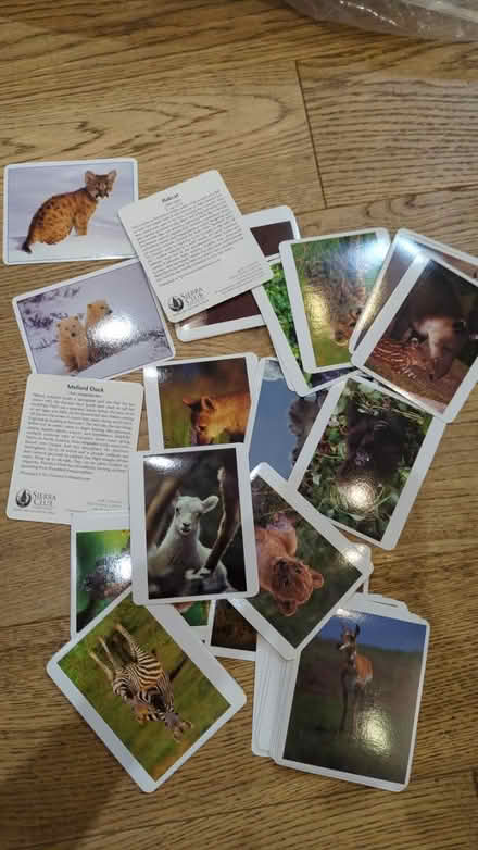 Photo of free Too sweet! Baby animal cards (norbiton KT2) #2