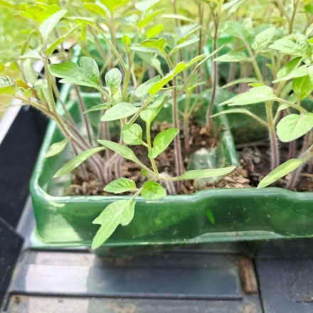 Photo of free Tomato plant seedlings (Orton Waterville) #3