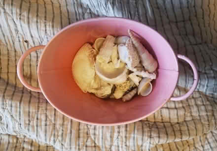 Photo of free Sea shells (Kirkwood) #1