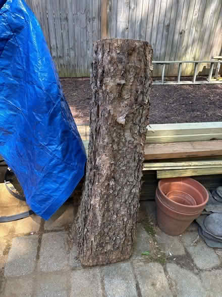 Photo of free Birch log (Arnold) #1
