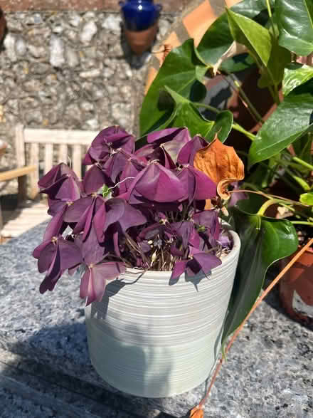 Photo of free 3 House plants in need of TLC (Lewes Nevill area) #2