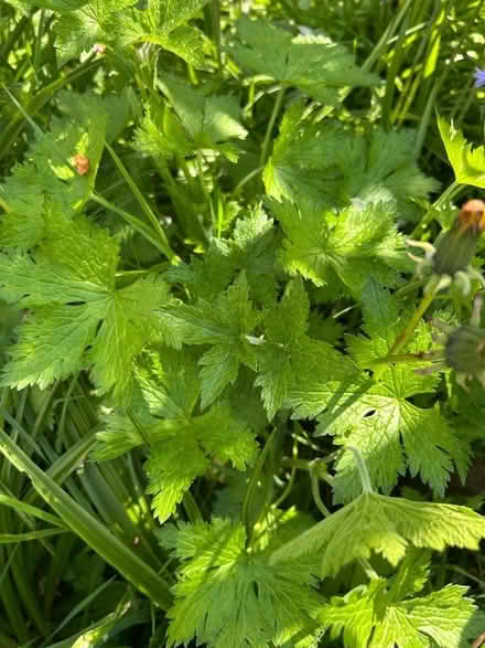 Photo of free Garden plants (Hollingdean BN1) #1