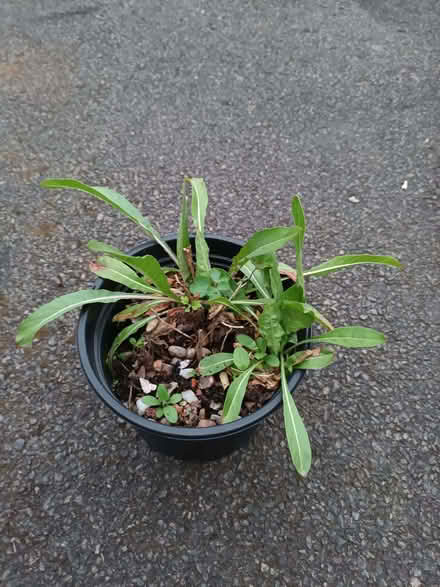 Photo of free Evening primrose seedlings (Hockley Port B18) #1