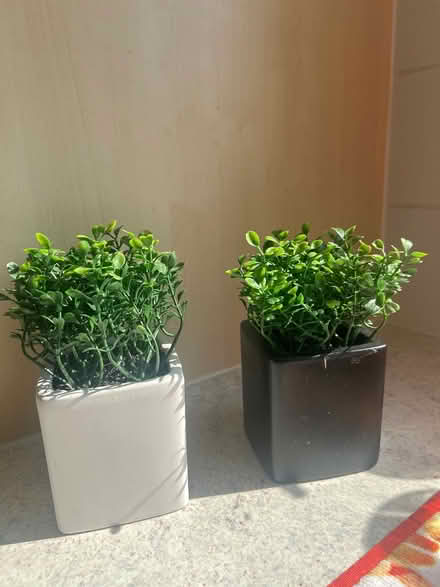 Photo of free Artificial plant decor (Oxford OX3) #1