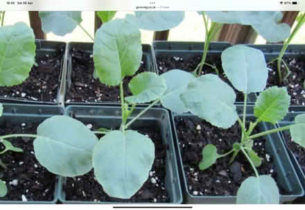 Photo of Any vegetable seedlings. (Hadleigh SS7) #1