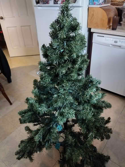 Photo of free Christmas Tree (Frederick, near Hood College) #1